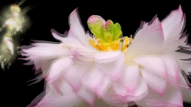 ❤️ Paul Mauriat - Toccata (flower dance) ❤️ Поль Мориа - Токката (танец цветов) ❤️ смотреть онлайн