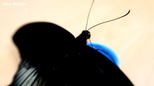 Бабочкариум! Родились две новые Черные бабочки! alex boyko