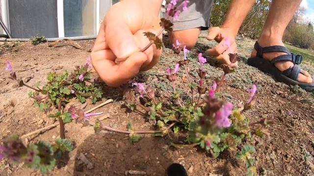 Lamium смотреть онлайн