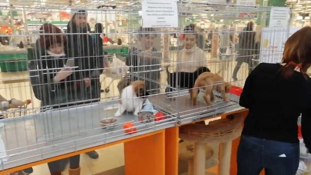 Щенки в зоомагазине. Чихуахуа, шпиц и другие. Собаки в клетках.