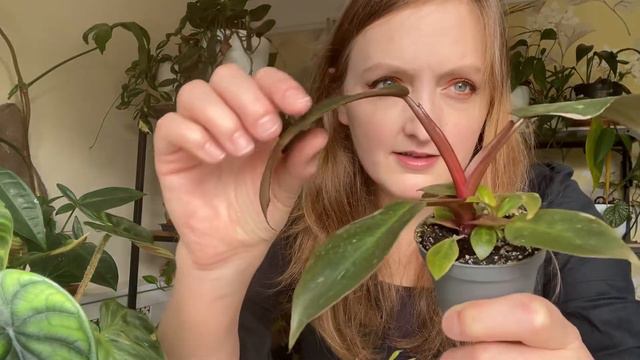 Plant Haul & Growth Updates || House Plant Care смотреть онлайн