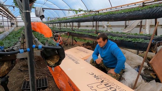 Малообъёмка без лишней влаги, как это сделать легко и надежно. Состояние клубники на стеллажах. смотреть онлайн