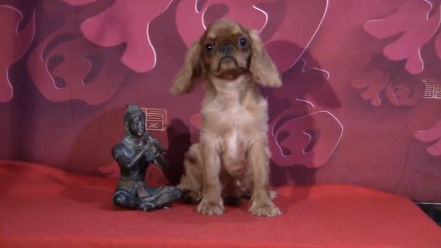 Laranta Eurica King Charles Spaniel