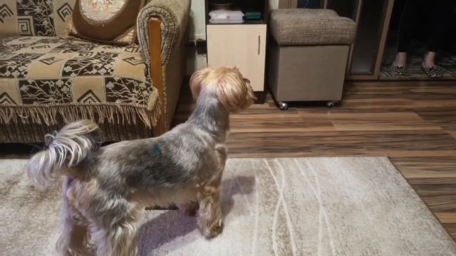 Как Кузя соблюдает режим самоизоляции смотреть онлайн