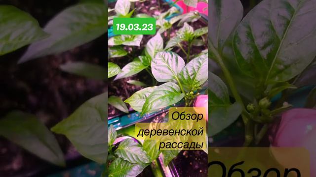 Ранний цветок. Куда прет рассада? смотреть онлайн
