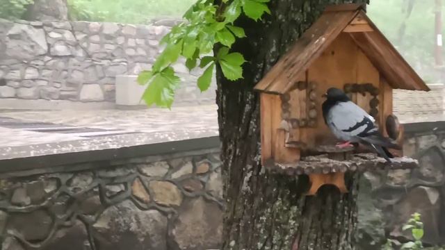 Железноводск. Бег в парке 7 мая 2022 г. (7 забег) смотреть онлайн