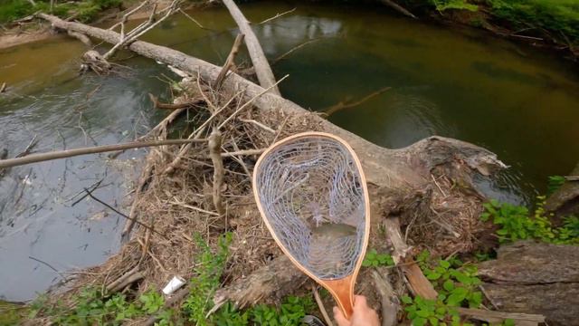 My First Time Fly Fishing For Trout - A Perfect Morning On The River смотреть онлайн