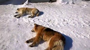 Собаки на севере спят на снегу  -40'С
