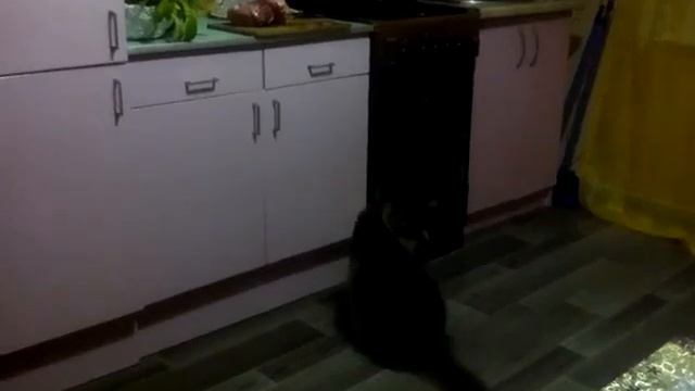 Кот ворюга смотреть онлайн