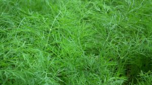 Как посадит вырастить укроп дома укроп в домашних условиях на подоконнике