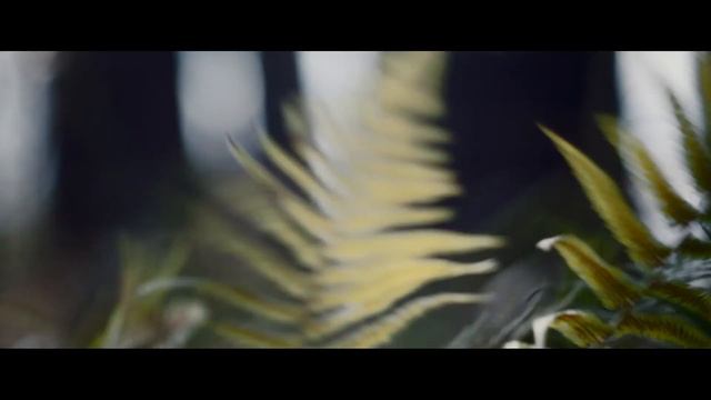 🌲❤️Мы гордимся нашими лесами!❤️🌲