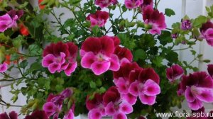 PAC Angeleyes Burgundy. Пеларгония-ангел. Коллекция Свирской Елены.