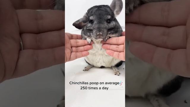 Chinchilla fact смотреть онлайн