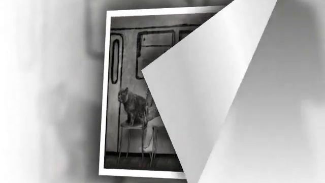 Маленькая девочка и кот Том. Фотосессия смотреть онлайн