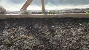 Теплица 3.5×4.5 м за 1000 руб или Дешевле не бывает