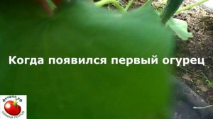 Как формировать огуречную плеть в теплице на шпалере