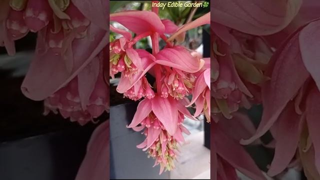 Medinilla magnifica ‘Flamenco’ смотреть онлайн