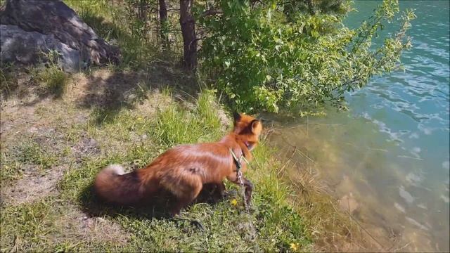 Лис Мики на удивительном голубом озере. Красивейшее место и незабываемые кадры / MIKI THE FOX смотреть онлайн