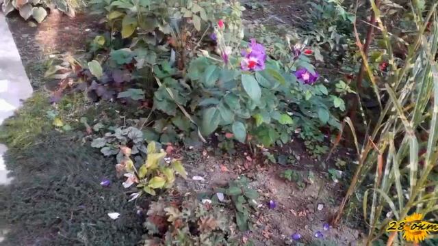 Осенний Южный дворик. Краски уходящей осени.