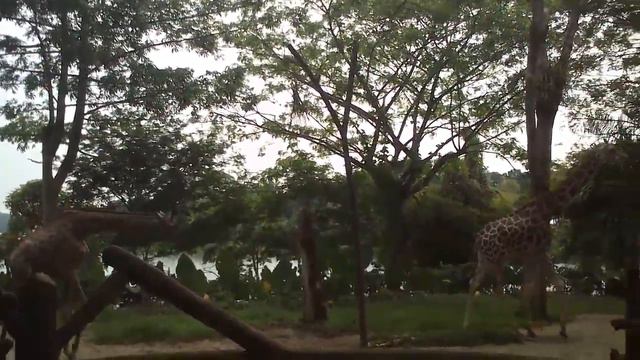 зоопарк в Сингапуре смотреть онлайн