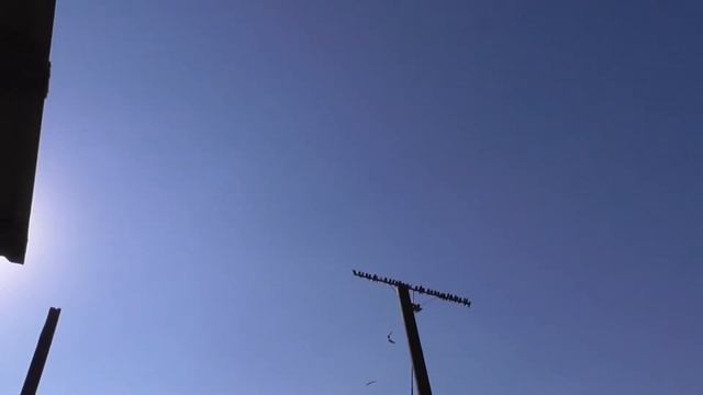 Полёты голубей на Марганецком голубедроме смотреть онлайн