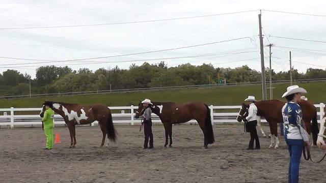 All Pinto Horse\пегие лошади смотреть онлайн