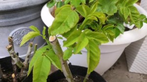 Розы из Светофора