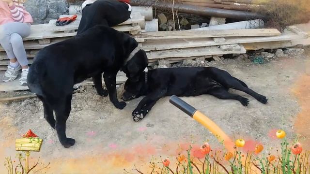 Шок! Любовь у собак! Рей и Василиса. Семья лабрадоров. смотреть онлайн