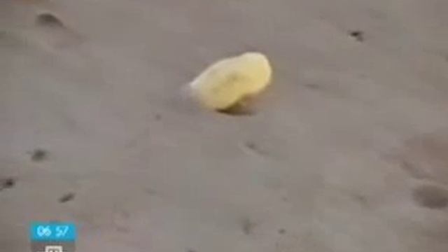 Паланга, путешествие с LITVA.LT