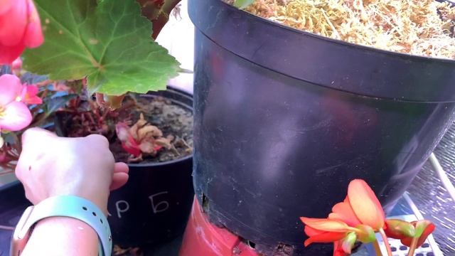 Бегония DS-БАНТИКИ, опыт зимовки на подоконнике от Анжелики смотреть онлайн