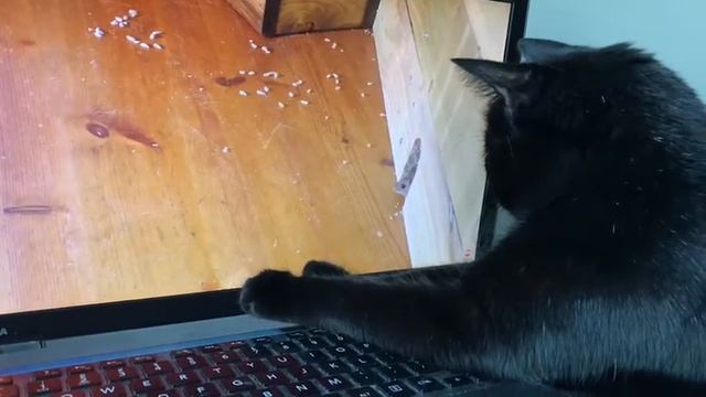 Cat React to Mouse Video смотреть онлайн