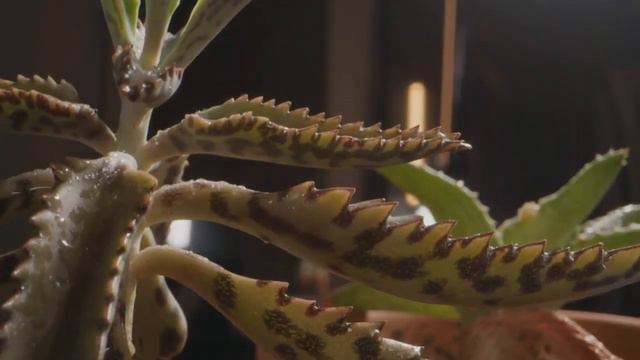 Caring for Succulents: Tips for Healthy Plants