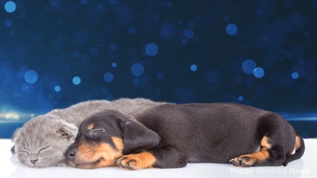 ☆ 12 HOURS ☆ RAIN SOUNDS for Sleeping ? Puppy Sleeping Sounds ☆ ASMR Rain ☆ Relax my dog смотреть онлайн