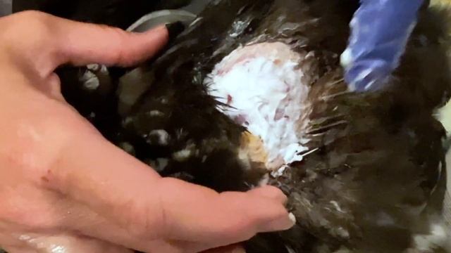 Administering 1% Silver Sulfadiazine Cream to Injured Hen: Proper Procedure #hen #injured #spurs смотреть онлайн