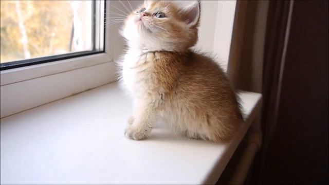 нежный британский котик смотреть онлайн