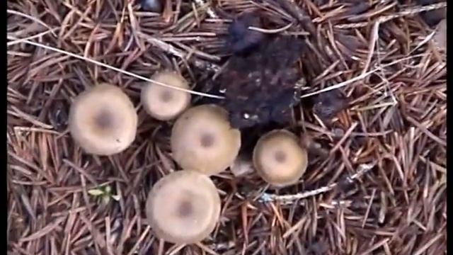 Грибы Вешенки в лесу,нашли в декабре смотреть онлайн