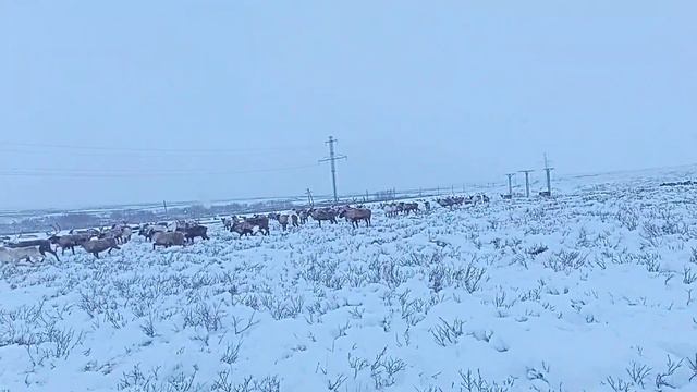 Пастух подгоняет стадо оленей. смотреть онлайн