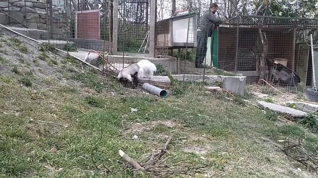 Эмили пастух//Уголек уехал, но теперь он не Уголек 😄 смотреть онлайн