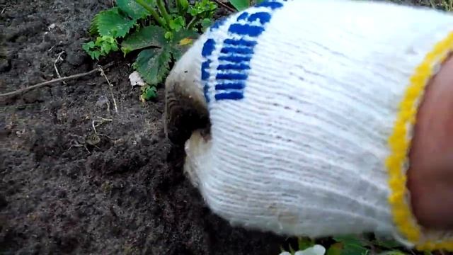 Тарантул южнорусский, живёт на даче / Tarantula South-Russian, Lives In The Village