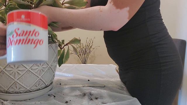 PEPEROMIA CLUSIIFOLIA REPOTTING - THE ANGEL PLANT смотреть онлайн
