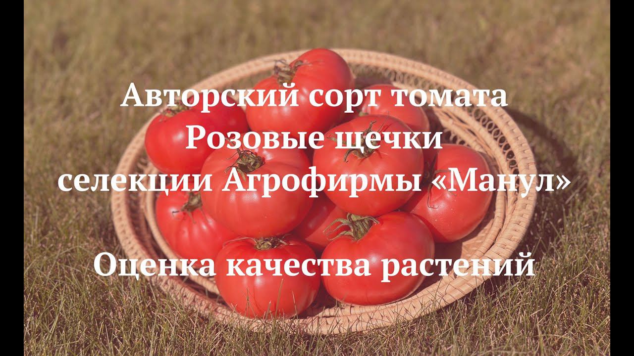 Самый вкусный томат - сорт Розовые щечки селекции Агрофирмы 
