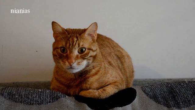 nikon D5200 low light test 3200 iso смотреть онлайн