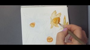 Нарциссы, поэтапное рисование акварелью.
