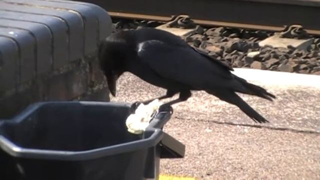 hungry and smart crow 1 смотреть онлайн