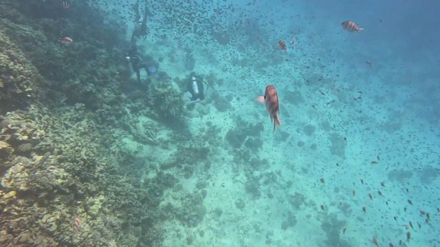 Coral reef - Hurghada Egypt смотреть онлайн