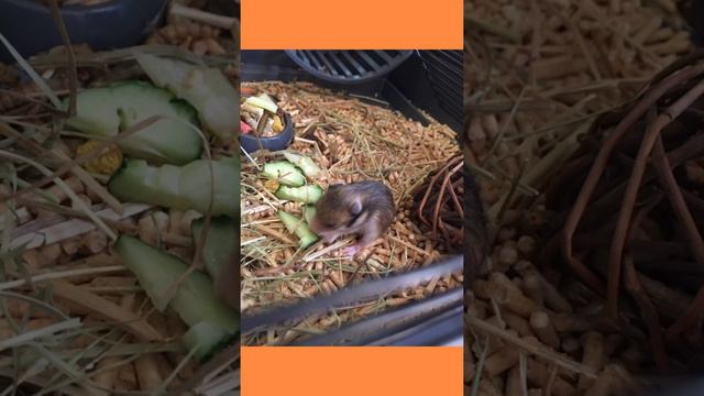 Сирийский хомяк родила. Новорожденные хомяки смотреть онлайн