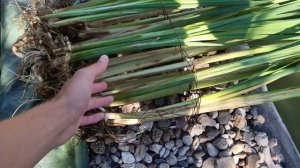 НОВЫЙ ИДЕАЛЬНЫЙ СПОСОБ ВЫСАЖИВАНИЯ РОГОЗА В БИОПЛАТО. ЧИСТАЯ ВОДА В ПРУДУ. БИОЛОГИЧЕСКАЯ очистка во