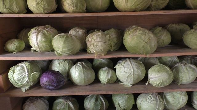 ХРАНИМ КАПУСТУ ДО ВЕСНЫ смотреть онлайн