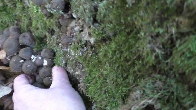 Осенние ОПЯТА ?Богатый Пень Поделился Урожаем Грибов . ? смотреть онлайн