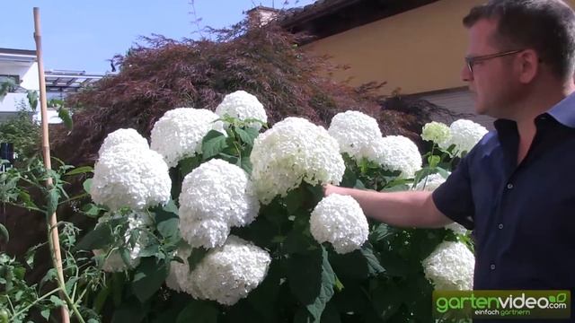 Schneeballhortensie Annabelle - Hydrangea arborescens смотреть онлайн